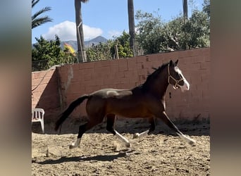 Lusitano Mix, Stallone, 3 Anni, 162 cm, Baio ciliegia