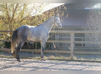 Lusitano, Stallone, 3 Anni, 162 cm, Grigio
