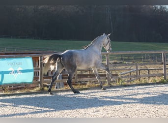 Lusitano, Stallone, 3 Anni, 162 cm, Grigio