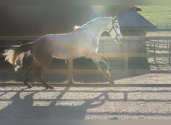 Lusitano, Stallone, 3 Anni, 162 cm, Grigio