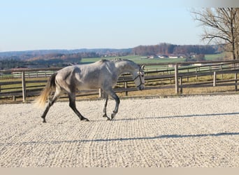 Lusitano, Stallone, 3 Anni, 162 cm, Grigio