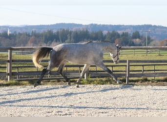 Lusitano, Stallone, 3 Anni, 162 cm, Grigio