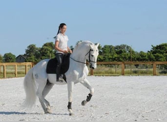 Lusitano, Stallone, 3 Anni, 162 cm, Grigio