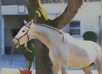 Lusitano, Stallone, 3 Anni, 162 cm, Grigio