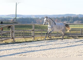 Lusitano, Stallone, 3 Anni, 162 cm, Grigio