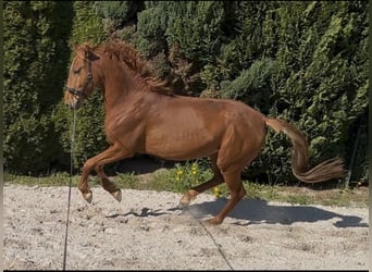Lusitano, Stallone, 3 Anni, 162 cm, Sauro scuro