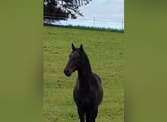 Lusitano, Stallone, 3 Anni, 165 cm, Baio nero