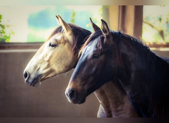 Lusitano, Stallone, 3 Anni, 165 cm, Baio nero