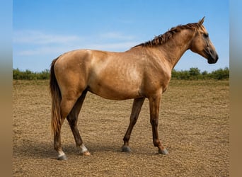 Lusitano, Stallone, 3 Anni, 165 cm, Grigio