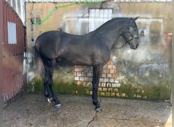 Lusitano, Stallone, 3 Anni, 165 cm, Grigio