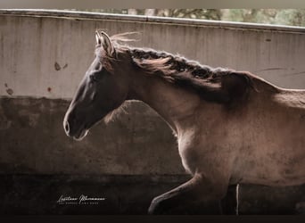Lusitano, Stallone, 3 Anni, 165 cm, Grullo