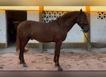 Lusitano, Stallone, 3 Anni, 165 cm, Sauro