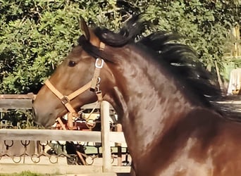 Lusitano, Stallone, 3 Anni, 165 cm, Sauro