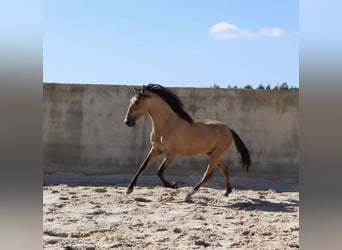 Lusitano, Stallone, 3 Anni, 166 cm, Falbo