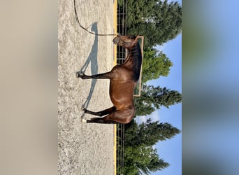 Lusitano, Stallone, 3 Anni, 167 cm, Baio
