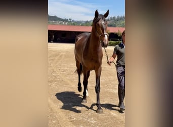 Lusitano, Stallone, 3 Anni, 167 cm, Baio