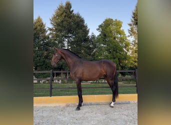 Lusitano, Stallone, 3 Anni, 167 cm, Baio