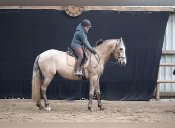 Lusitano, Stallone, 3 Anni, 168 cm, Grigio