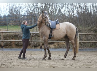 Lusitano, Stallone, 3 Anni, 168 cm, Grigio