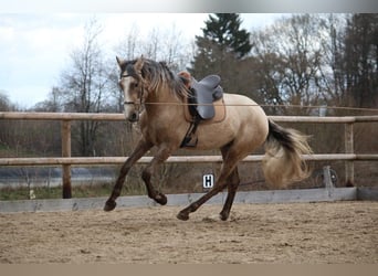Lusitano, Stallone, 3 Anni, 168 cm, Grigio