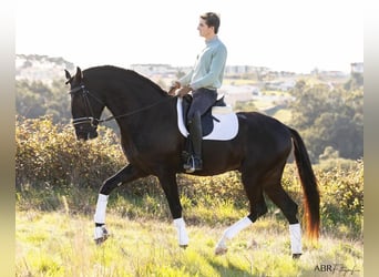 Lusitano, Stallone, 3 Anni, 172 cm, Morello