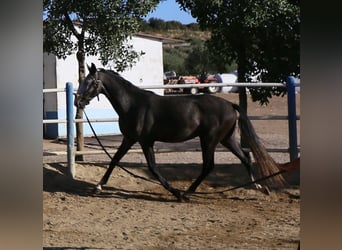 Lusitano, Stallone, 3 Anni, Grigio