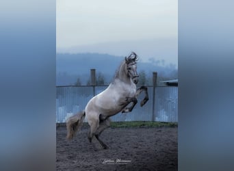 Lusitano, Stallone, 4 Anni, 152 cm, Falbo baio