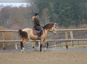 Lusitano, Stallone, 4 Anni, 153 cm, Pelle di daino
