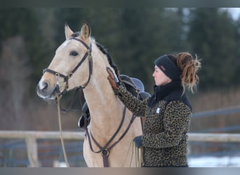 Lusitano, Stallone, 4 Anni, 153 cm, Pelle di daino