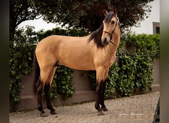 Lusitano, Stallone, 4 Anni, 155 cm, Falbo