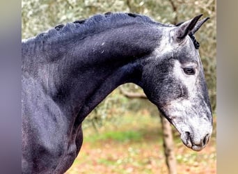 Lusitano, Stallone, 4 Anni, 156 cm, Grigio ferro