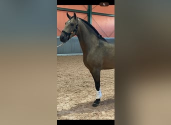 Lusitano, Stallone, 4 Anni, 157 cm, Pelle di daino