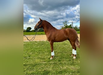 Lusitano, Stallone, 4 Anni, 157 cm, Sauro