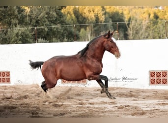 Lusitano, Stallone, 4 Anni, 158 cm, Baio