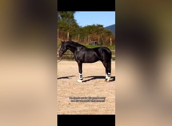 Lusitano, Stallone, 4 Anni, 158 cm, Morello