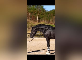 Lusitano, Stallone, 4 Anni, 158 cm, Morello