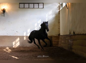 Lusitano, Stallone, 4 Anni, 160 cm, Baio nero