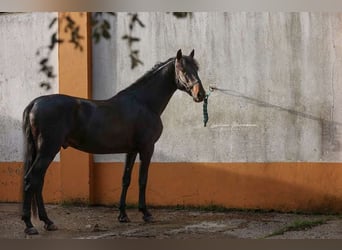 Lusitano, Stallone, 4 Anni, 160 cm, Baio nero