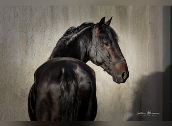 Lusitano, Stallone, 4 Anni, 160 cm, Baio nero
