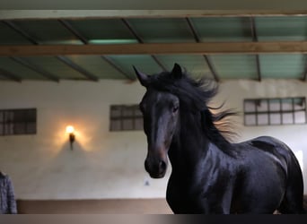 Lusitano, Stallone, 4 Anni, 160 cm, Baio nero