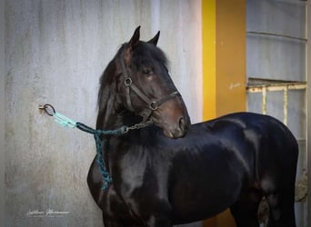 Lusitano, Stallone, 4 Anni, 160 cm, Baio nero