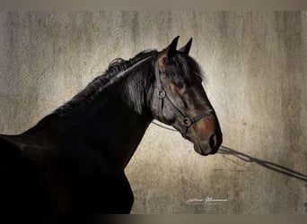 Lusitano, Stallone, 4 Anni, 160 cm, Baio nero
