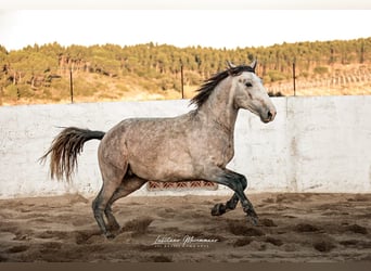 Lusitano, Stallone, 4 Anni, 160 cm, Grigio