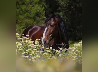 Lusitano, Stallone, 4 Anni, 161 cm, Baio scuro