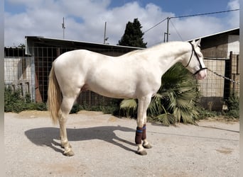 Lusitano, Stallone, 4 Anni, 162 cm, Cremello