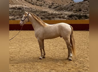 Lusitano Mix, Stallone, 4 Anni, 162 cm, Cremello