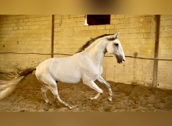 Lusitano, Stallone, 4 Anni, 162 cm, Grigio