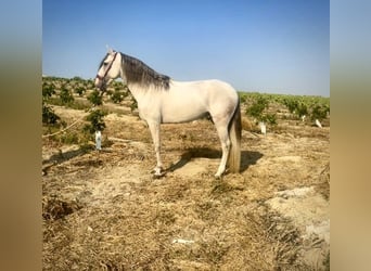 Lusitano, Stallone, 4 Anni, 162 cm, Grigio