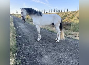 Lusitano, Stallone, 4 Anni, 162 cm, Grigio
