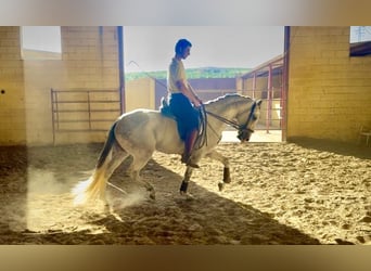 Lusitano, Stallone, 4 Anni, 162 cm, Grigio